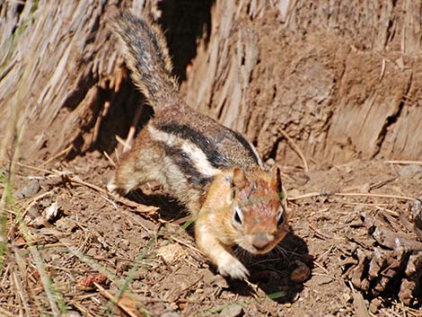 Golden-mantled Ground Squirrel (Callospermophilus lateralis)