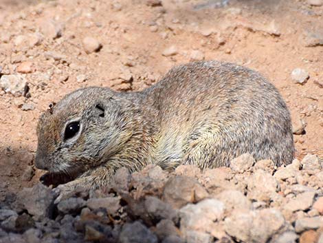 Round-tailed Ground Squirrel (Xerospermophilus tereticaudus)