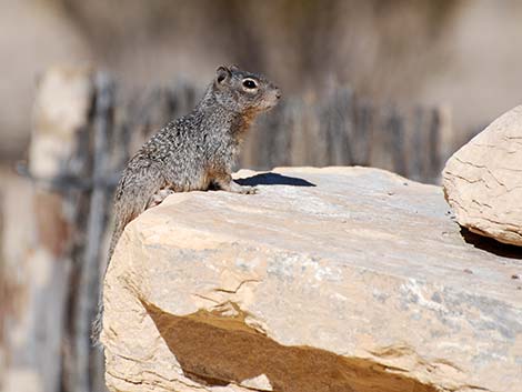 Rock Squirrel (Otospermophilus variegatus)