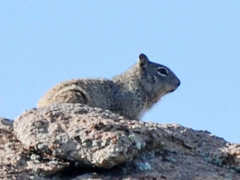 Rock Squirrel (Otospermophilus variegatus)