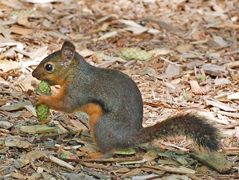 Douglas' Squirrel (Tamiasciurus douglasii)