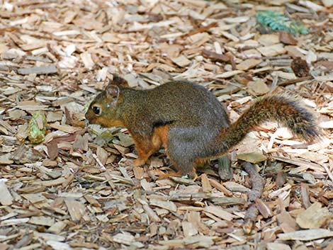 Douglas' Squirrel (Tamiasciurus douglasii)