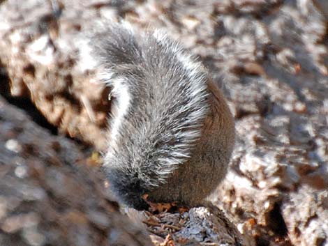 Douglas' Squirrel (Tamiasciurus douglasii)