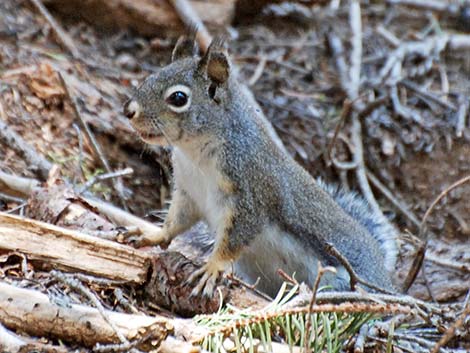 Douglas' Squirrel (Tamiasciurus douglasii)