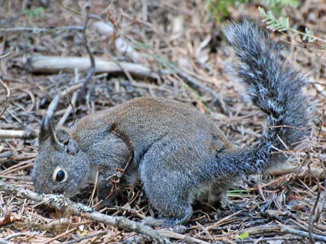 Douglas' Squirrel (Tamiasciurus douglasii)