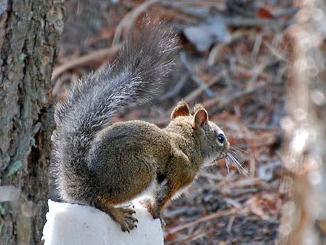 Red Squirrel (Tamiasciurus hudsonicus)