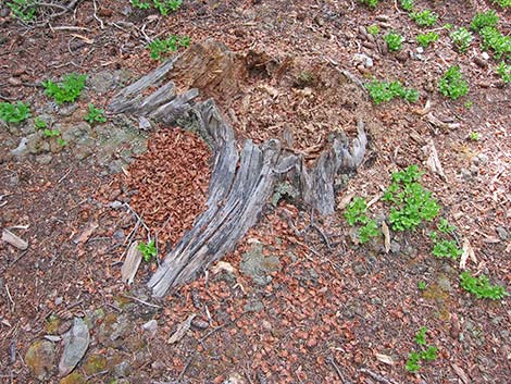 Red Squirrel (Tamiasciurus hudsonicus)