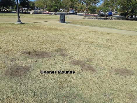 Valley Pocket Gopher (Thomomys bottae)