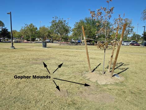 Valley Pocket Gopher (Thomomys bottae)