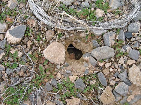 Long-tailed Pocket Mouse (Chaetodipus formosus)