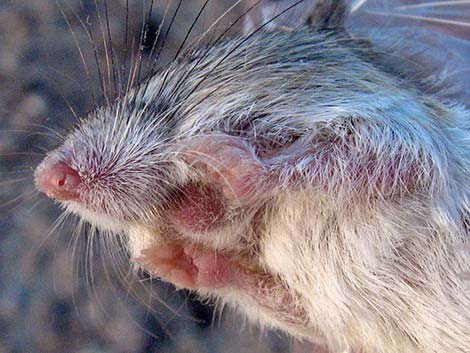 Long-tailed Pocket Mouse (Chaetodipus formosus)