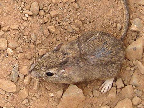 Long-tailed Pocket Mouse (Chaetodipus formosus)