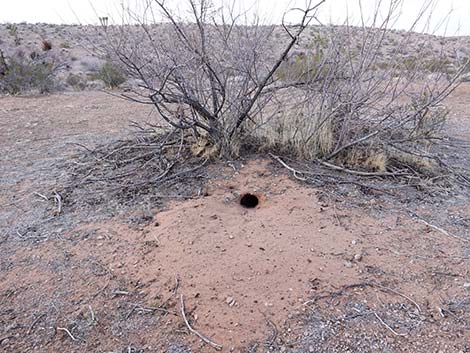 Desert Kangaroo Rat (Dipodomys deserti)