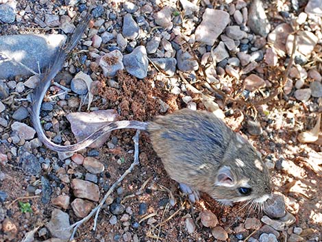 Merriam's Kangaroo Rat (Dipodomys merriami)