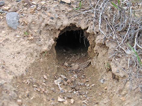 Merriam's Kangaroo Rat (Dipodomys merriami)