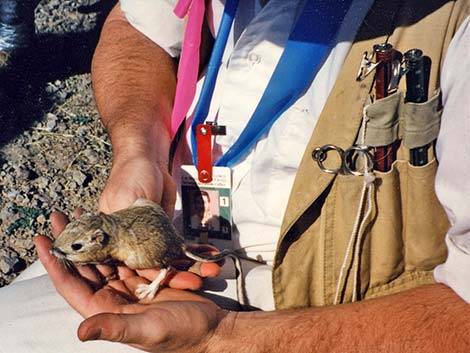 Merriam's Kangaroo Rat (Dipodomys merriami)