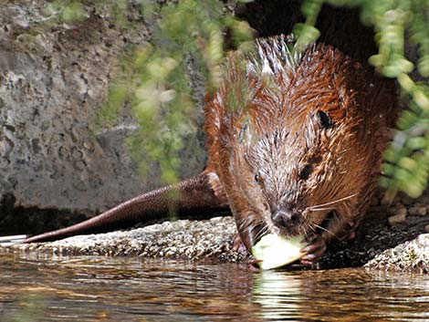 American Beaver (Castor canadensis)