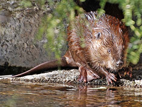 Beaver (Castor canadensis)