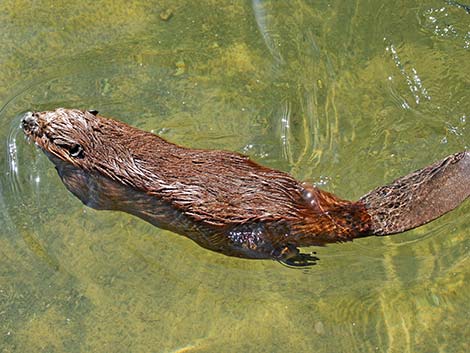 American Beaver (Castor canadensis)