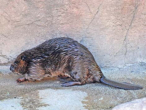 American Beaver (Castor canadensis)