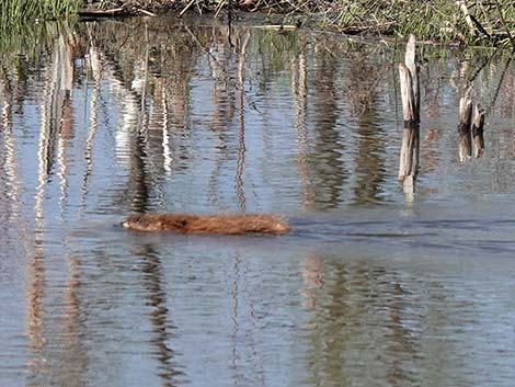 American Beaver (Castor canadensis)