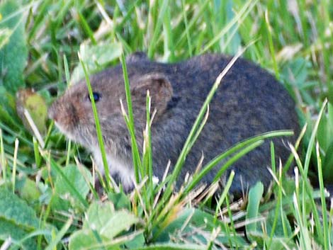 Sagebrush Vole (Lemmiscus curtatus)