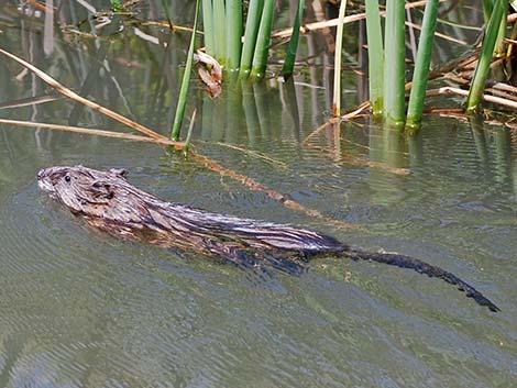 Muskrat (Ondatra zibethicus)