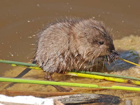 Muskrat (Ondatra zibethicus)