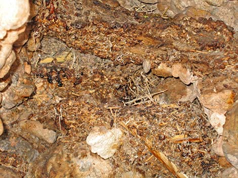 Desert Woodrat (Neotoma lepida) Midden