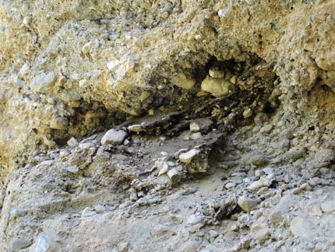 Desert Woodrat (Neotoma lepida) Midden