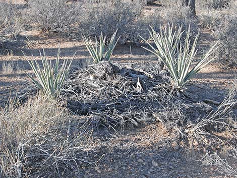 Desert Woodrat (Neotoma lepida) Nest