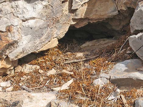 Desert Woodrat (Neotoma lepida)