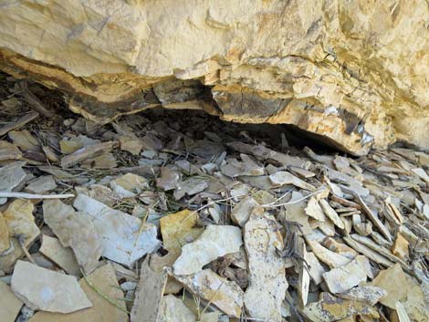 Desert Woodrat (Neotoma lepida) Nests