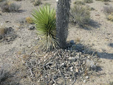 Desert Woodrat (Neotoma lepida) Nests