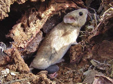 Desert Woodrat (Neotoma lepida)