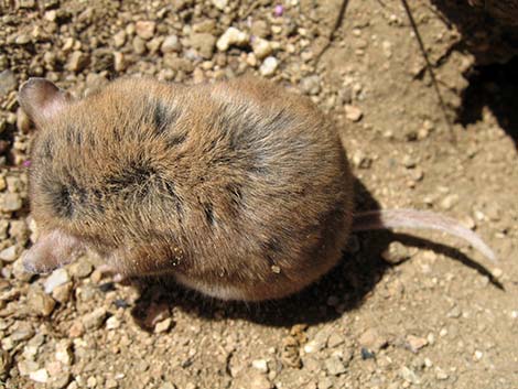 Southern Grasshopper Mouse (Onychomys torridus)