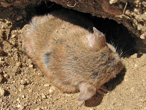 Southern Grasshopper Mouse (Onychomys torridus)