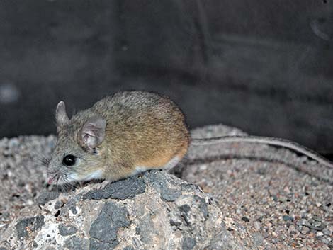 Cactus Mouse (Peromyscus eremicus)