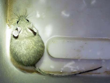 Cactus Deermouse (Peromyscus eremicus)