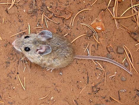 North American Deermouse (Peromyscus maniculatus)