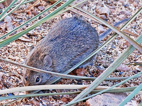 Hispid Cotton Rat (Sigmodon hispidus)