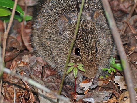 Hispid Cotton Rat (Sigmodon hispidus)