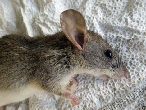 Black Rat (Rattus rattus)