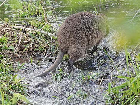 Coypu Nutria (Myocastor coypus)