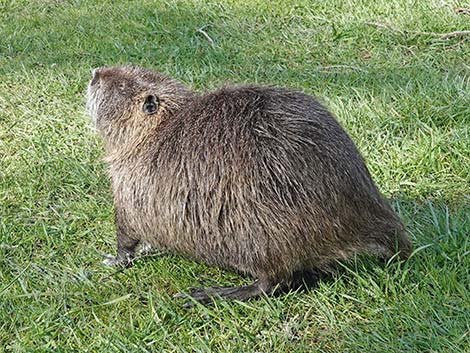 Coypu Nutria (Myocastor coypus)