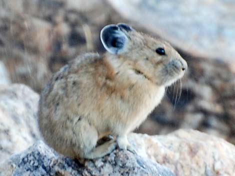 American Pika (Ochotona princeps)