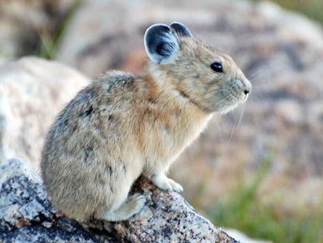 American Pika (Ochotona princeps)