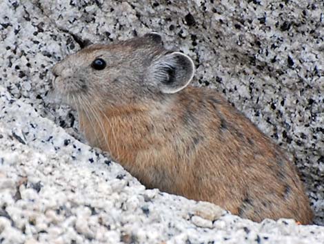 American Pika (Ochotona princeps)