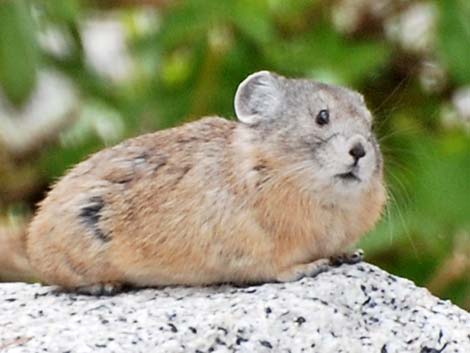 American Pika (Ochotona princeps)