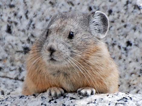 American Pika (Ochotona princeps)